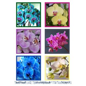 Leikekuva Orkideat 069127