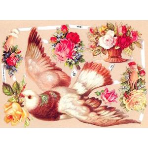 Kiiltokuva Kyyhkynen ef-7066