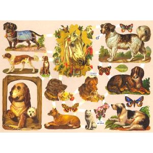 Kiiltokuva Eläin aihe ef-7187