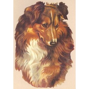 Kiiltokuva Koira ef-7207