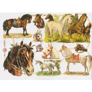 Kiiltokuva Hevoset ef-7236