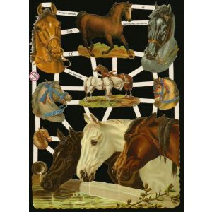 Kiiltokuva Hevoset ef-7248