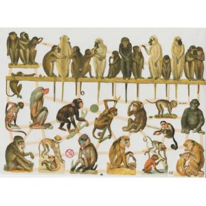 Kiiltokuva Apinat ef-7357